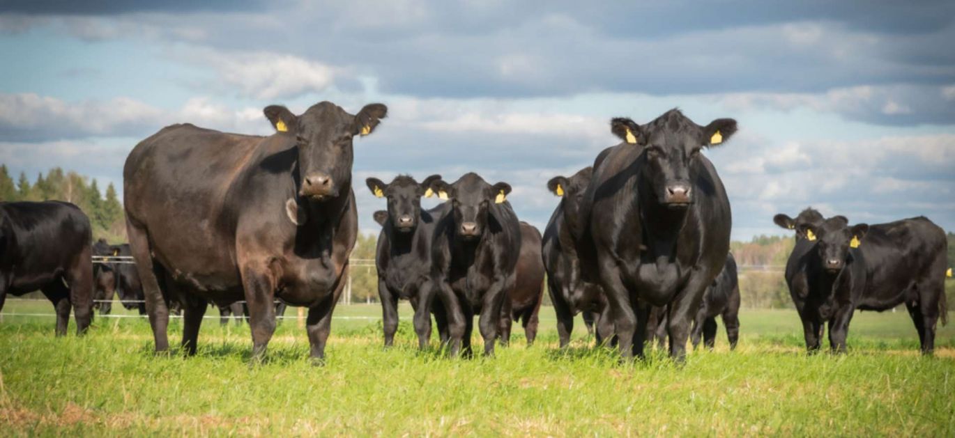 Spittal Shore Aberdeen Angus