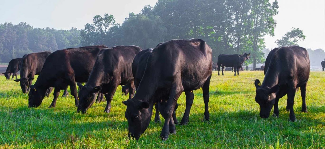 Spittal Shore Aberdeen Angus