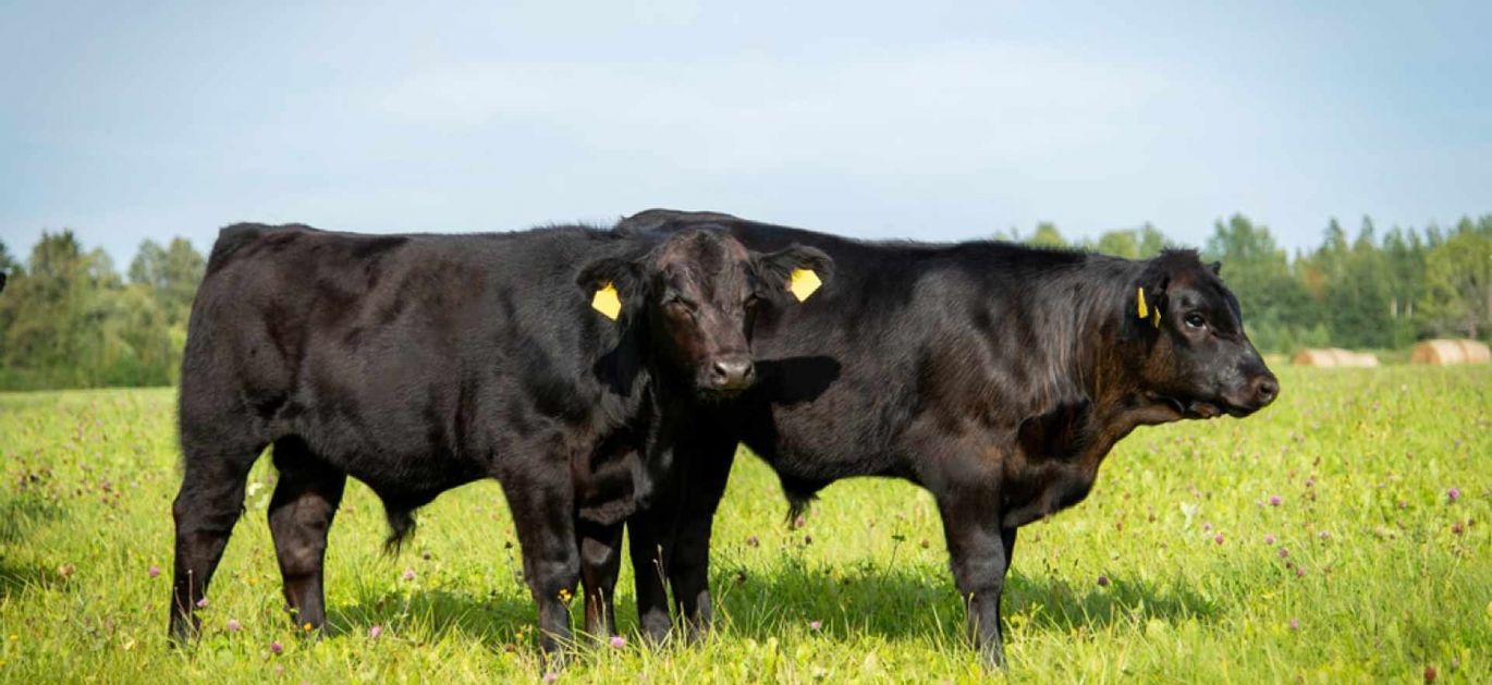 Spittal Shore Aberdeen Angus