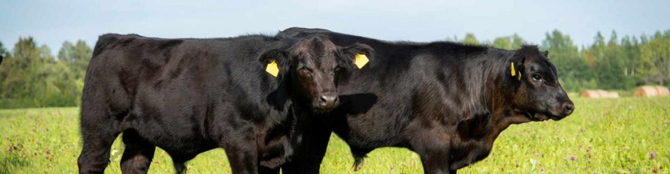 Spittal Shore Aberdeen Angus