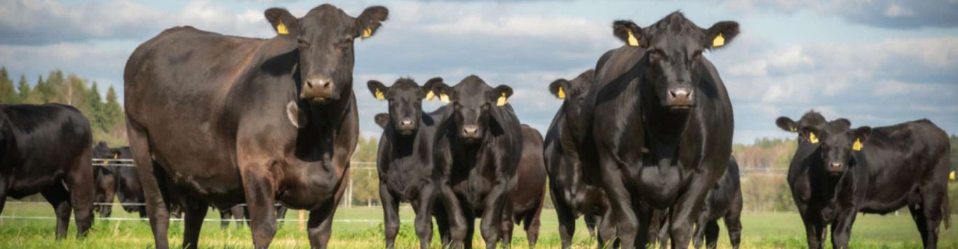 Spittal Shore Aberdeen Angus