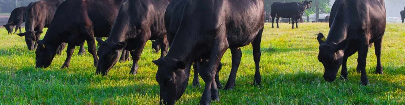 Spittal Shore Aberdeen Angus