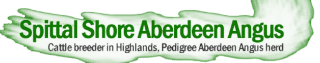 Spittal Shore Aberdeen Angus